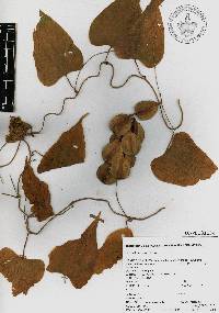 Dioscorea floribunda image