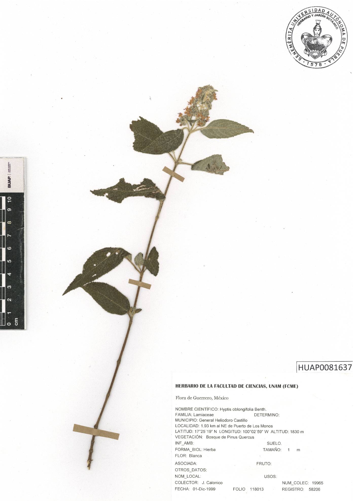Mesosphaerum oblongifolium image