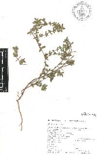 Euphorbia densiflora image