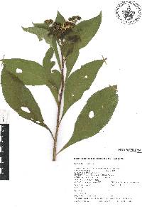 Verbesina calciphila image