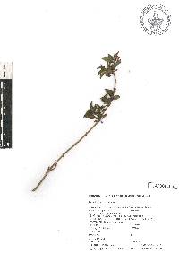 Fuchsia encliandra subsp. encliandra image