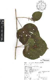 Ipomoea lindenii image