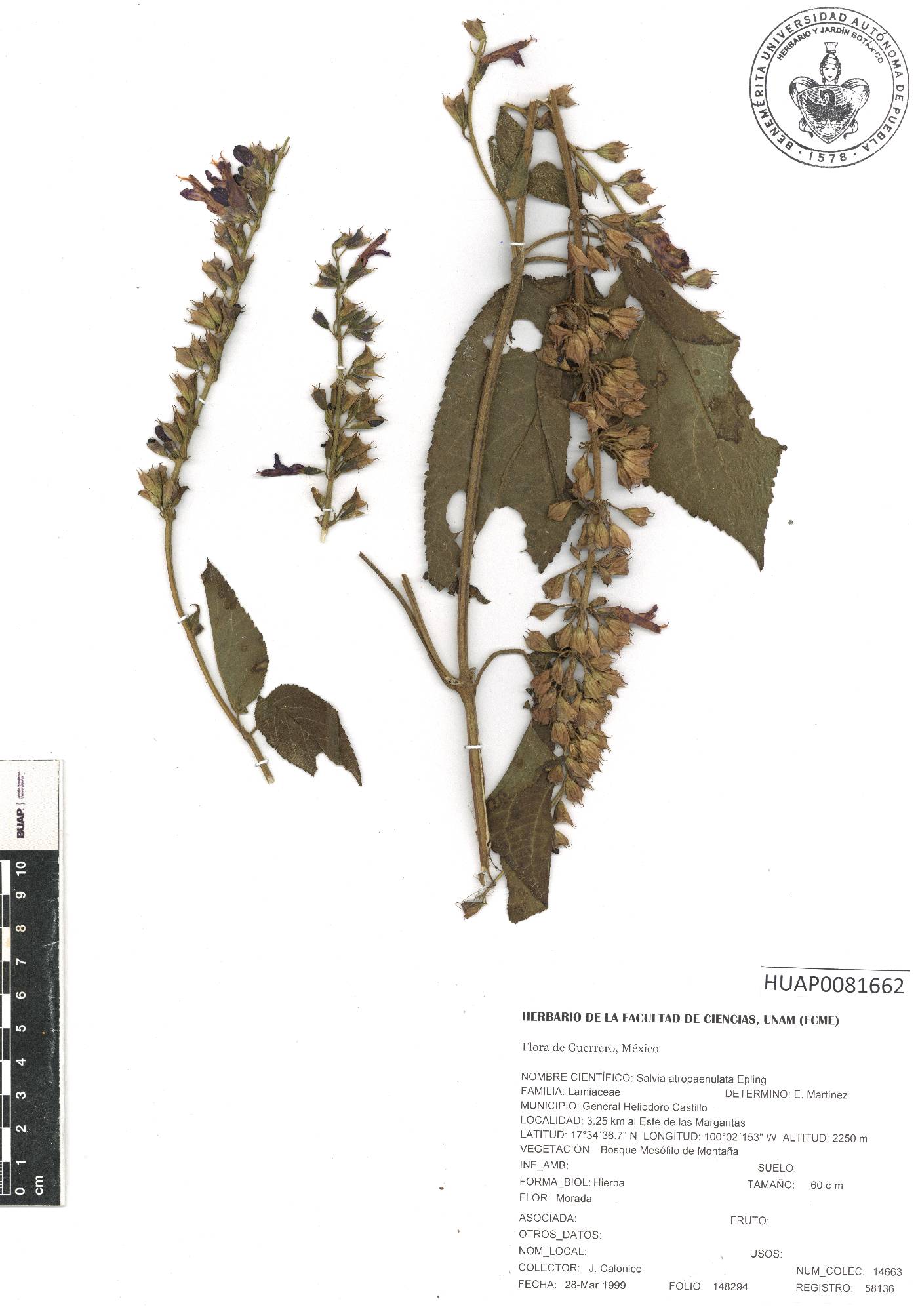 Salvia atropaenulata image