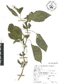 Salvia longispicata image