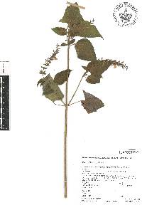 Salvia longispicata image