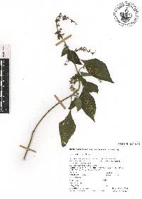 Salvia longispicata image