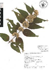 Ageratina areolaris image