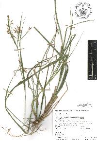Rhynchospora aristata image