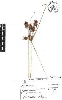 Cyperus acutiusculus image