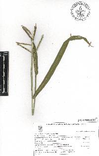 Paspalum tenellum image