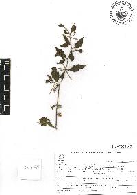 Jaltomata procumbens image