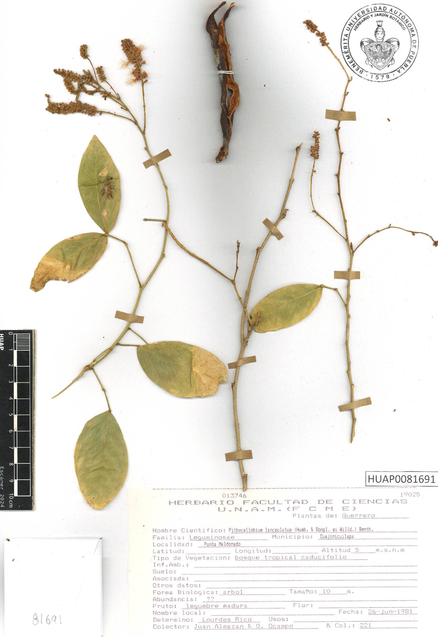 Pithecellobium lanceolatum image