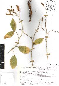 Pithecellobium lanceolatum image