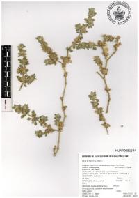 Glinus radiatus image