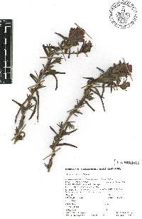 Castilleja arvensis image