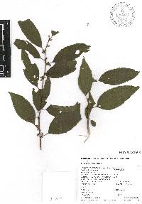 Colubrina triflora image