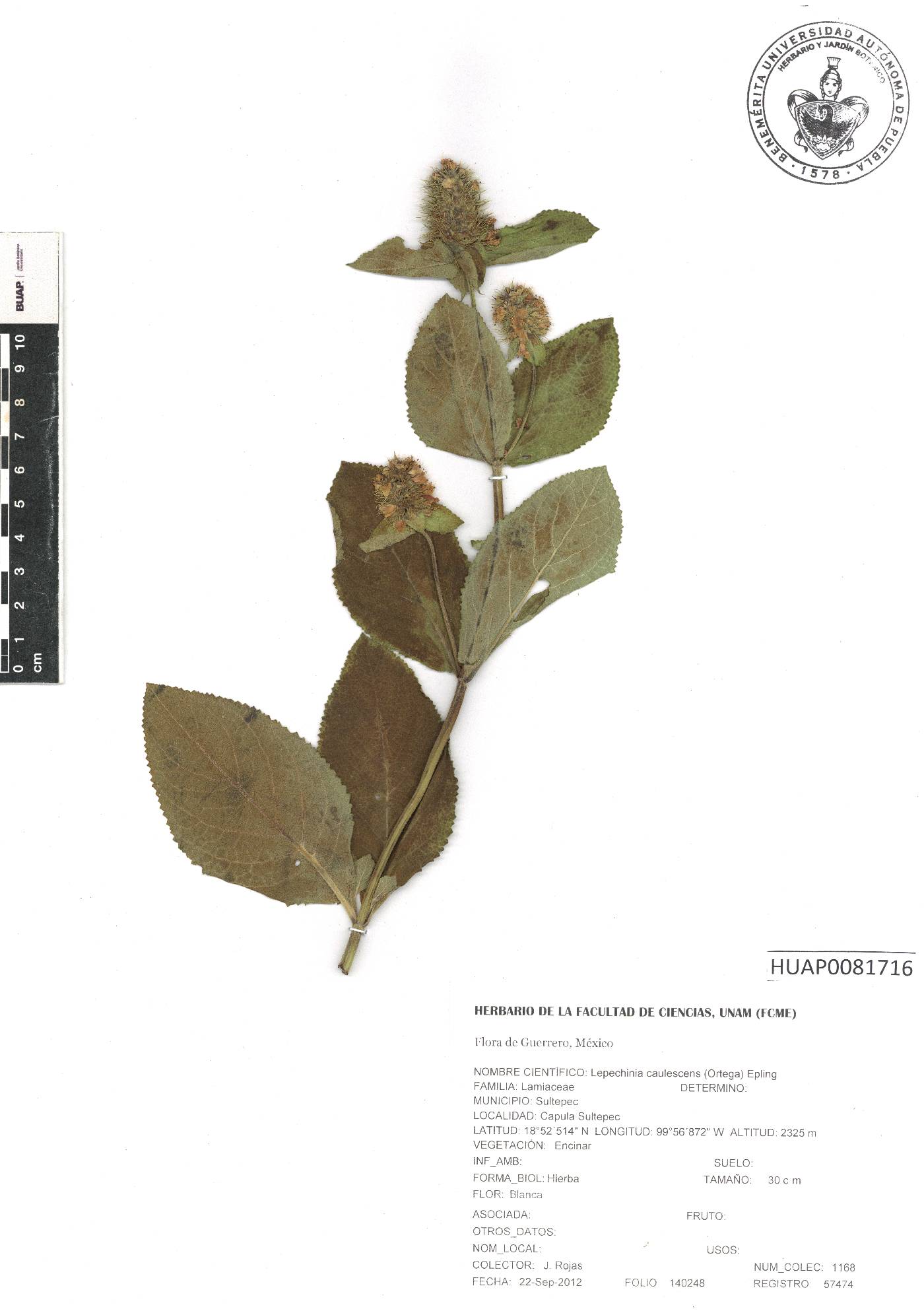 Lepechinia caulescens image