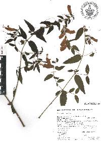 Lamourouxia xalapensis image