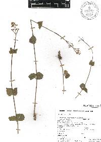 Valeriana urticifolia image