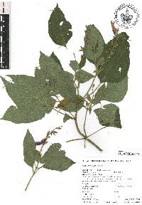 Salvia mexicana image