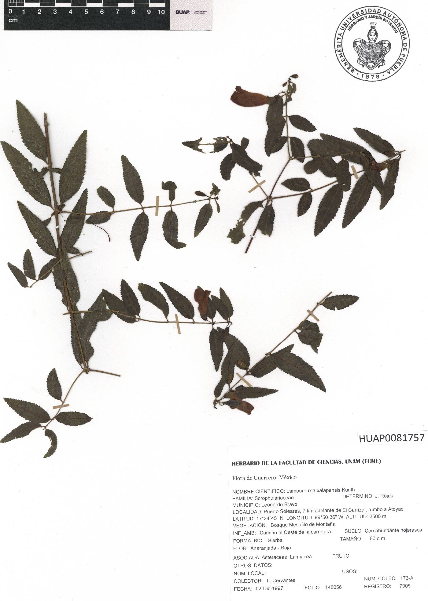 Lamourouxia xalapensis image