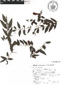 Lamourouxia xalapensis image