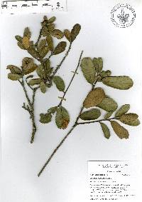 Quercus repanda image