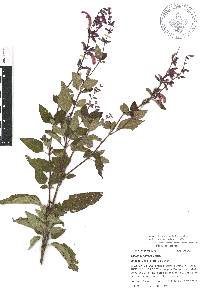 Salvia curviflora image