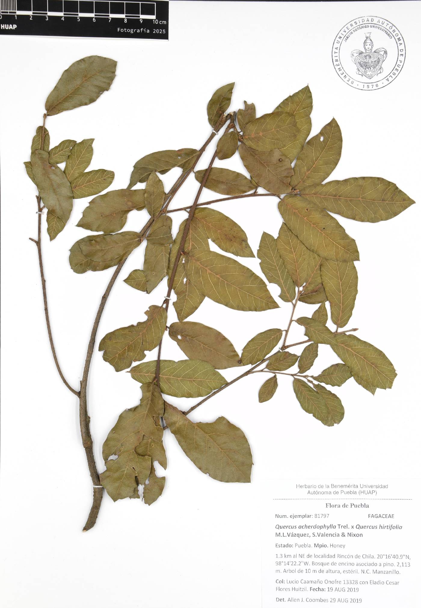 Quercus acherdophylla image