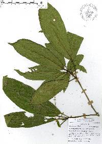 Croton rosarianus image