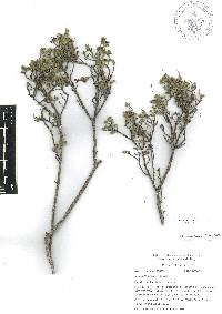 Salvia thymoides image
