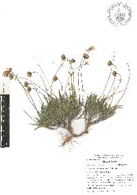 Tridax coronopifolia image