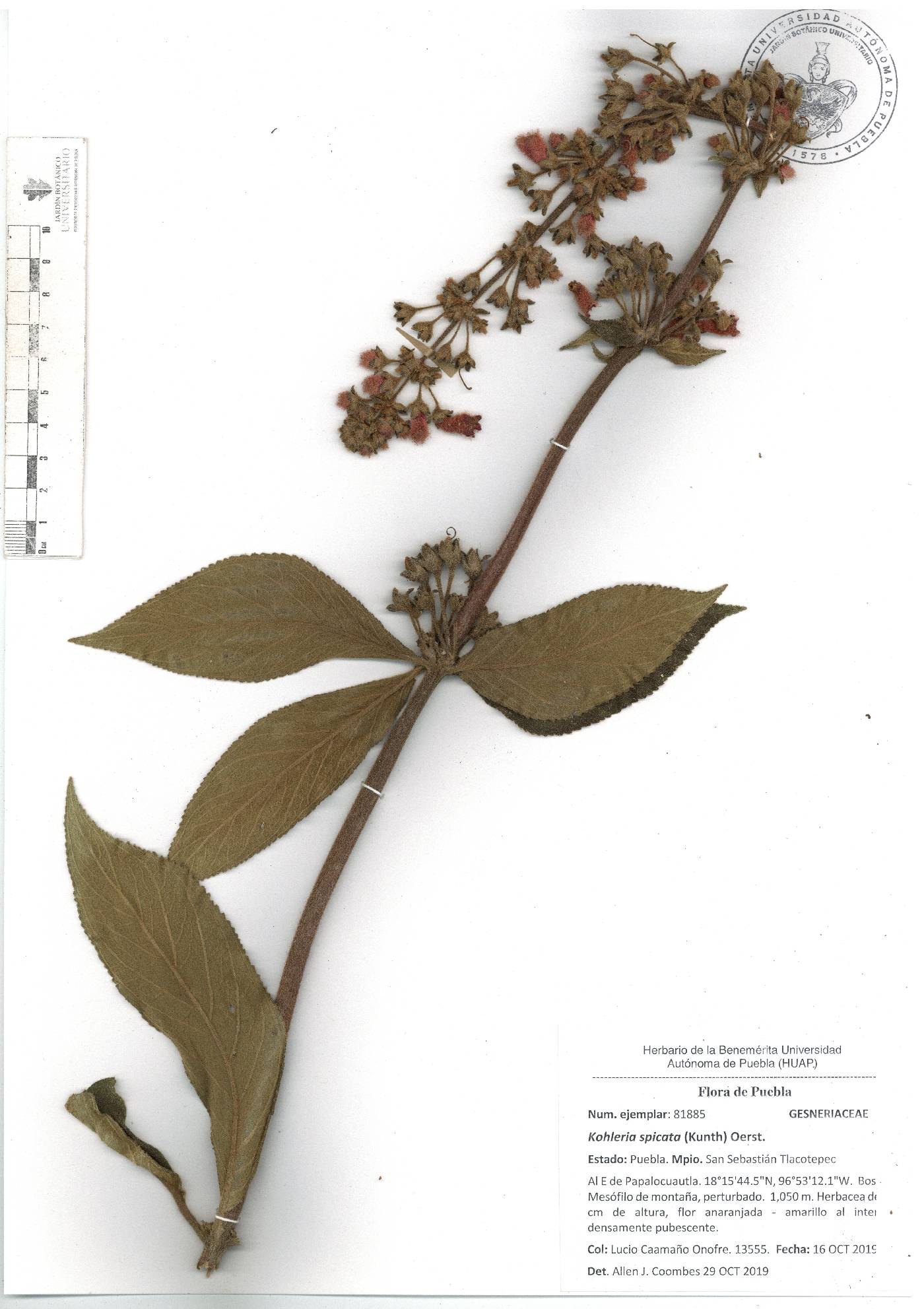 Kohleria spicata image