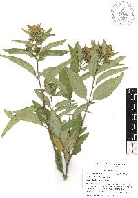 Cestrum thyrsoideum image