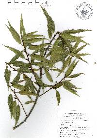 Quercus acutifolia image