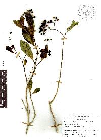 Solanum pubigerum image