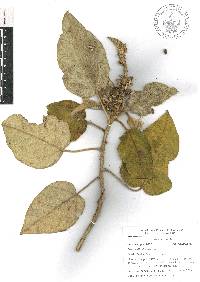 Croton stipulaceus image