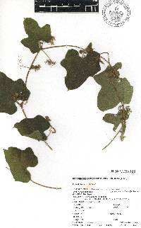 Microsechium palmatum image