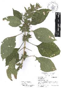 Ruellia galeottii image