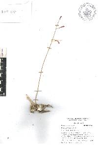 Bletia parkinsonii image