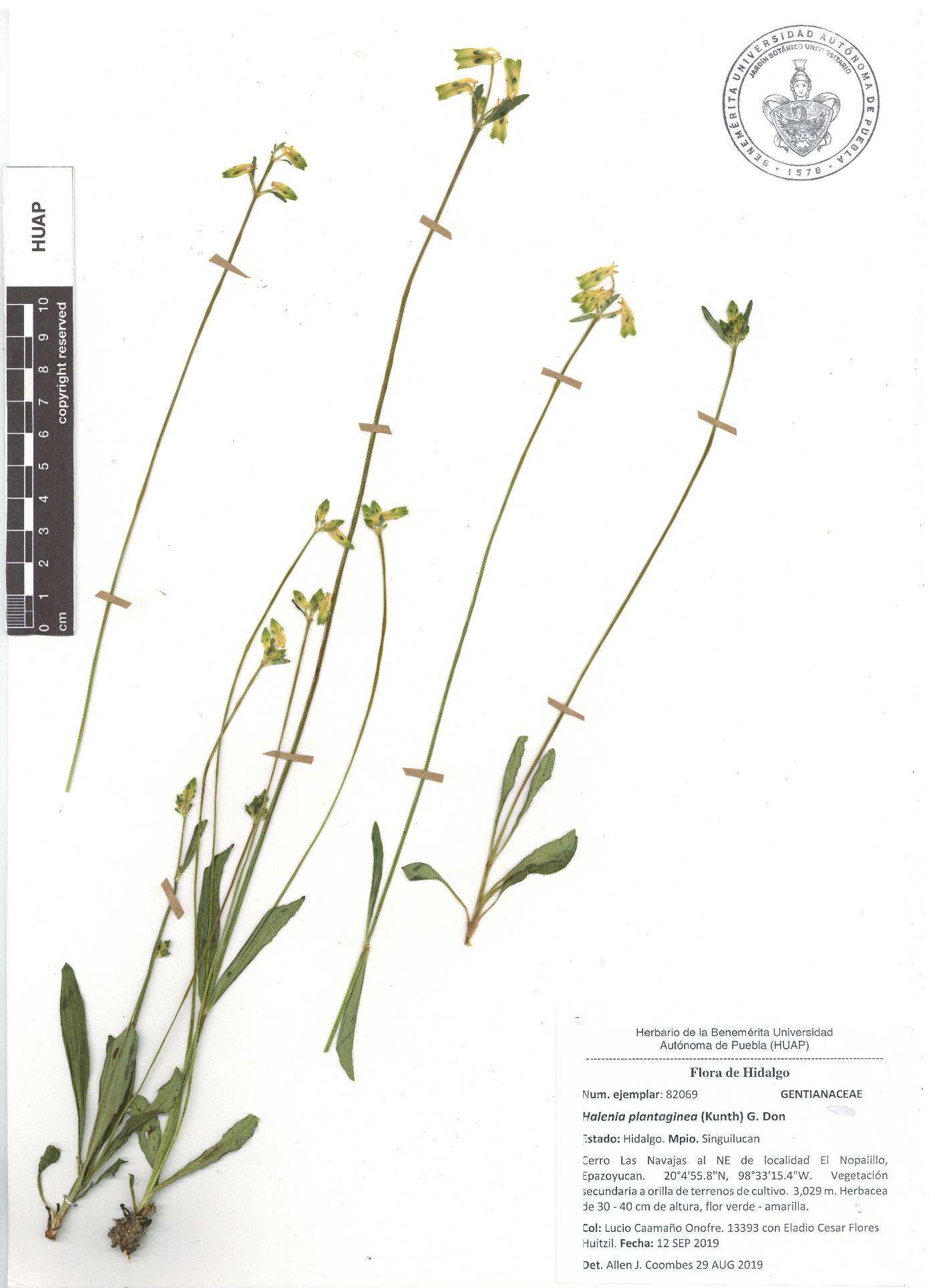 Halenia plantaginea image
