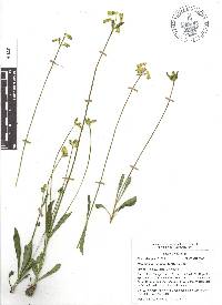 Halenia plantaginea image