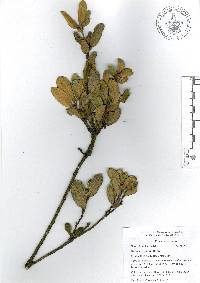 Quercus repanda image