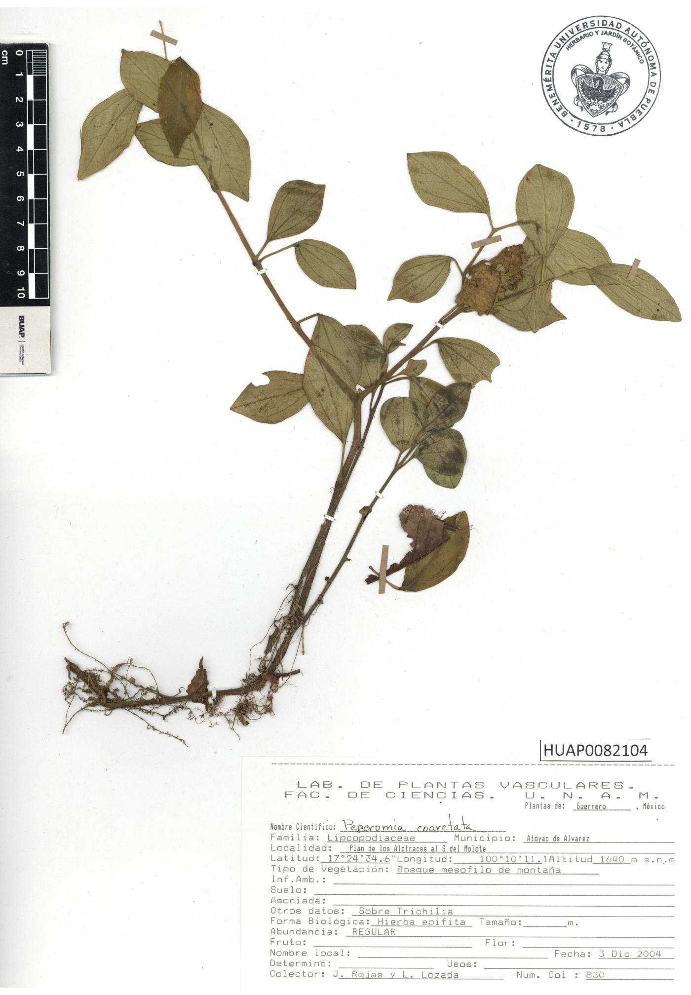 Peperomia dendrophila image