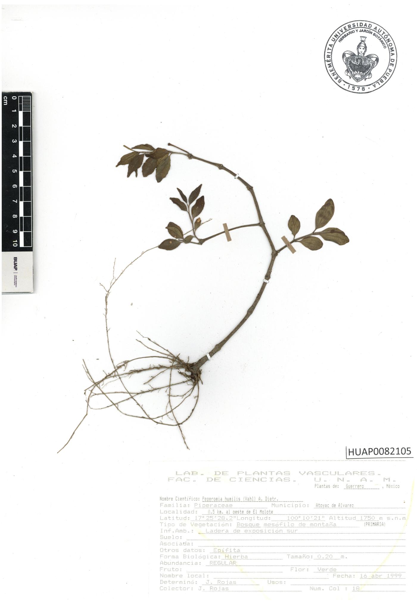 Peperomia humilis image