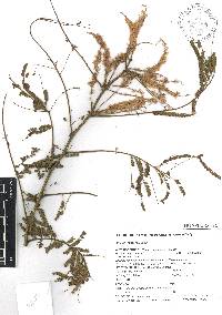 Mimosa benthamii image