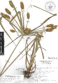 Cyperus hermaphroditus image