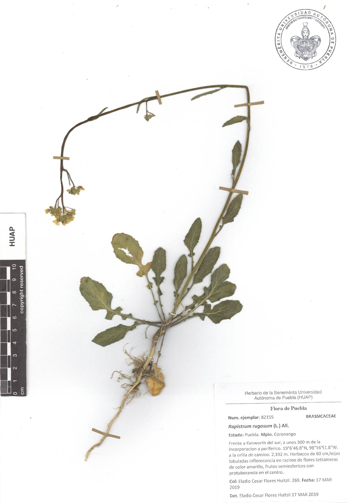 Rapistrum rugosum image