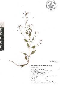 Lopezia racemosa image