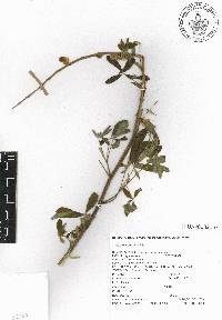 Lupinus splendens image